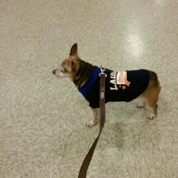 bunny leash petsmart