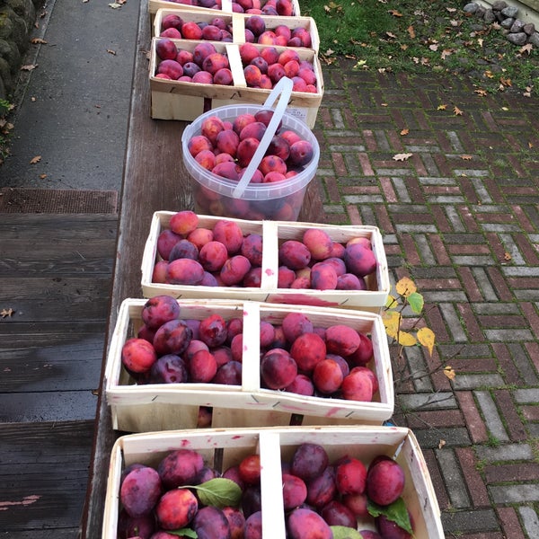 сад сиб железов. железов валерий константинович. валерий железов саженцы. садовод железов валерий константинович. пенсионеры на даче.