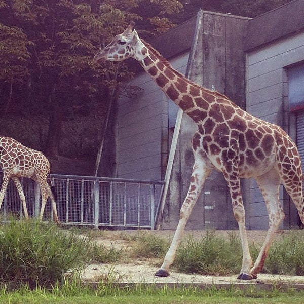 東山動物園 キリン 千種区 千種区東山元町3 70