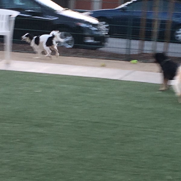 Butcher 2025 dog park