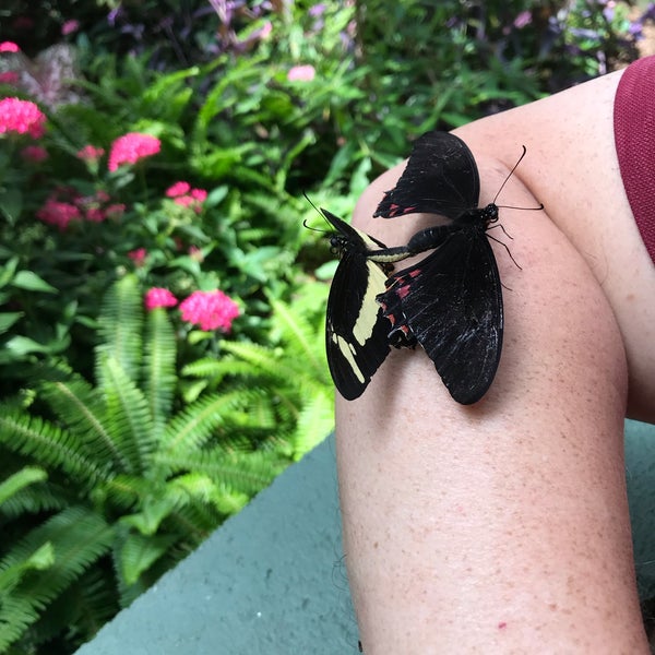 7/4/2019 tarihinde David H.ziyaretçi tarafından Butterfly Wonderland'de çekilen fotoğraf