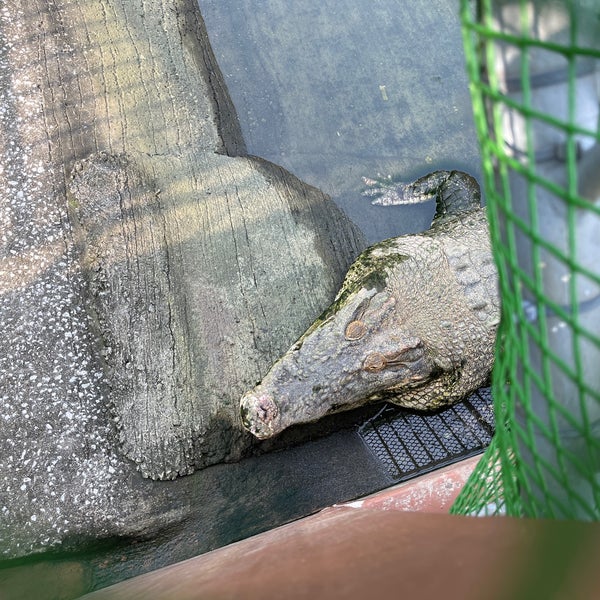 Photos At 鬼山ワニ地獄 鉄輪628