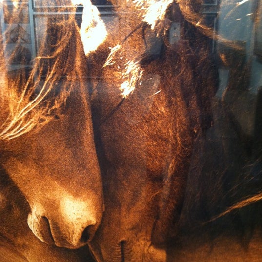 Foto tomada en The Wild Horses of Sable Island  por Karen S. el 10/26/2012