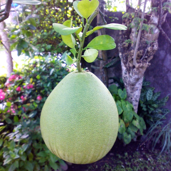 #DidYouKnow #Pomelo is the largest of all citrus #fruits in the world?