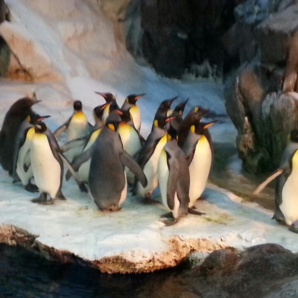 Photos At Odense Zoo Zoo In Odense C