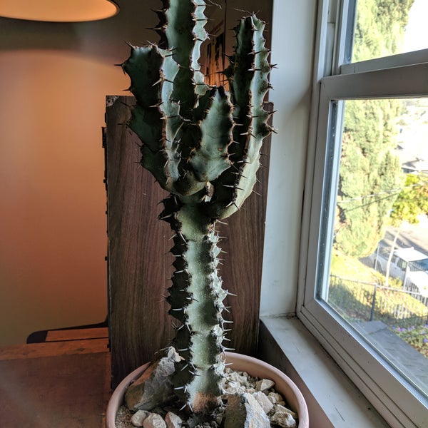 Tiny little shop filled with awesome cacti of all kinds and prices. I was provided with lots of info and guidance as a first time buyer. Great experience.