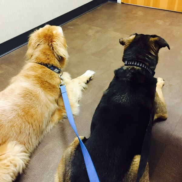 Village Way Veterinary Advance, NC