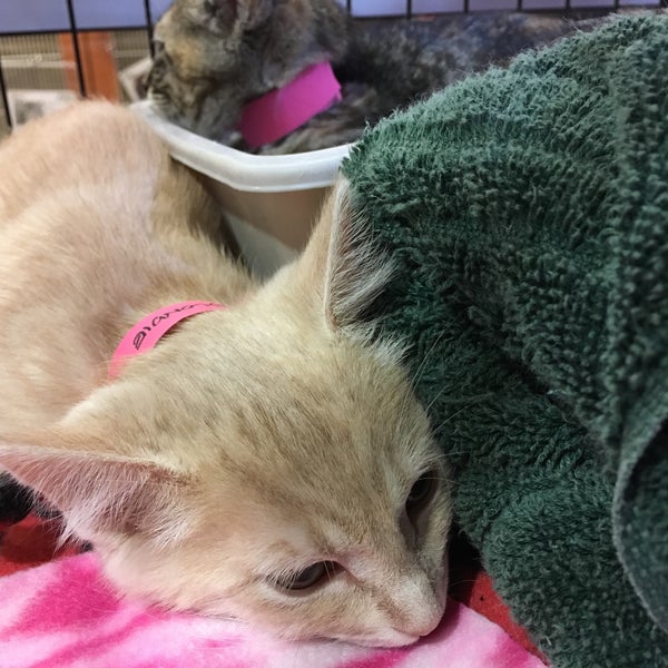 Humane Society of Utah 4242 S Commerce Dr