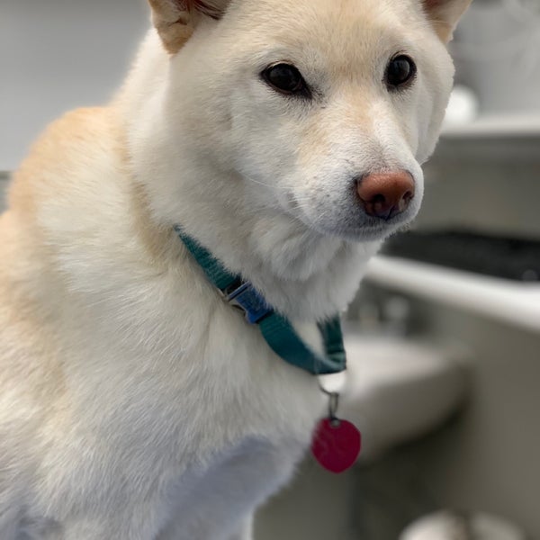 Photo taken at Astoria Veterinary Group by Victoria U. on 7/28/2019