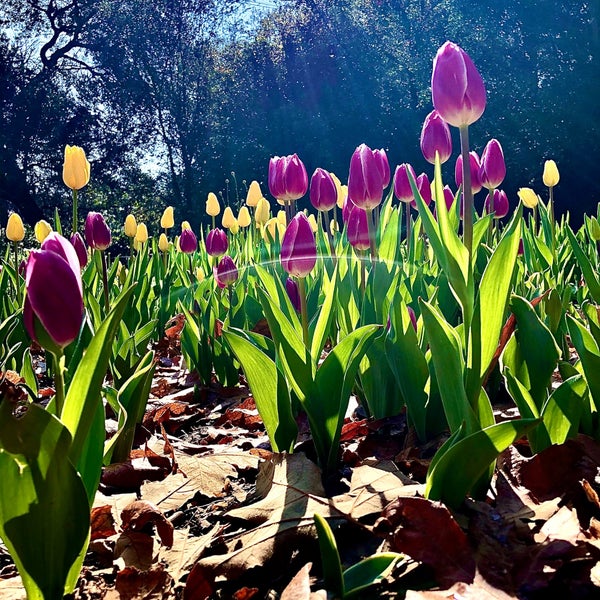 Photo taken at Descanso Gardens by Doug d. on 3/14/2021