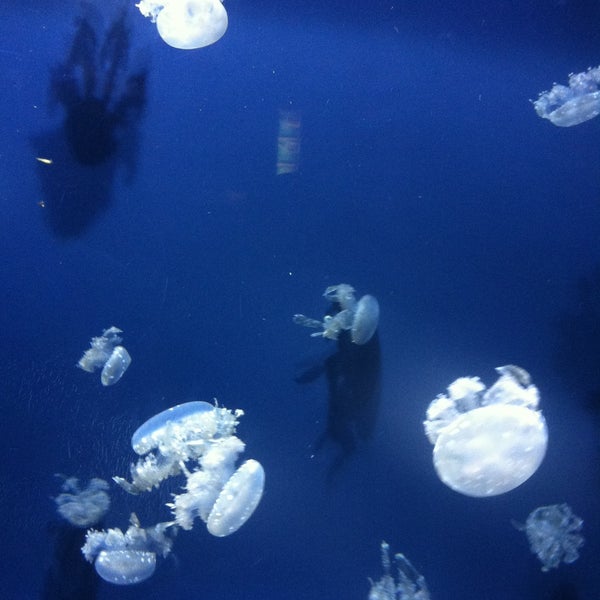 4/24/2013にAlyssa V.がOklahoma Aquariumで撮った写真