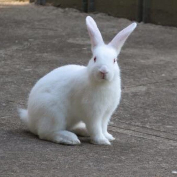 Wizard's Party House Moreno Valley, CA