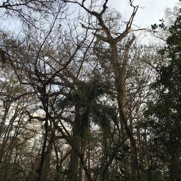 Photo taken at Audubon&#39;s Corkscrew Swamp Sanctuary by Patricia H. on 1/1/2016