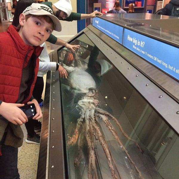 Squid Exhibit at the Smithsonian - Northwest Washington - Washington, D.C.
