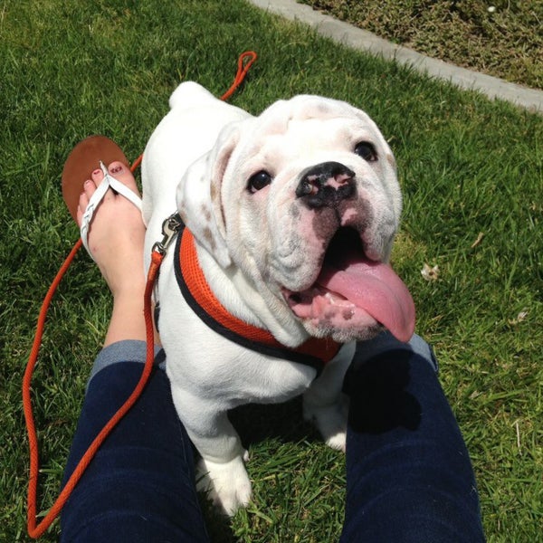 комбинезон для собак rukka subrima зимний 50см черный. осока для кошек. дом волка в симс 4. Rukka комбинезон для собак. трава для кошек пророщенная.