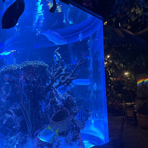 Rainforest Cafe - Sawgrass Mills (Ft. Lauderdale) Restaurant - Sunrise, FL