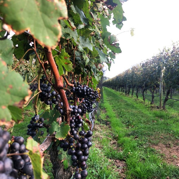 Clovis Point Winery Winery