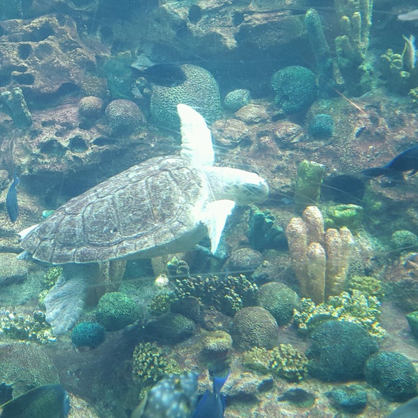 1/3/2017에 Dennis F.님이 SeaWorld Orlando에서 찍은 사진