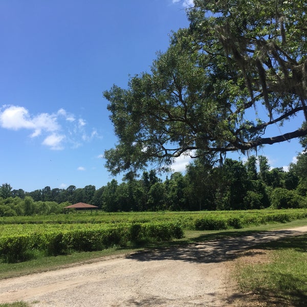 รูปภาพถ่ายที่ Charleston Tea Plantation โดย Tom M. เมื่อ 5/17/2017
