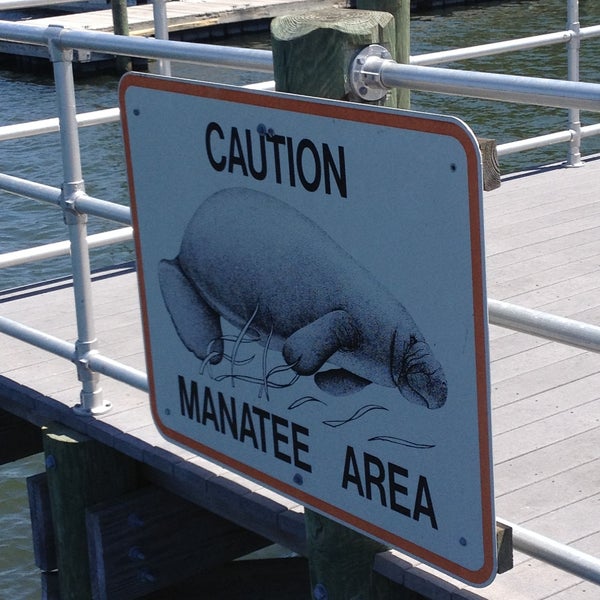 Manatee Tour And Dive - Crystal River, FL
