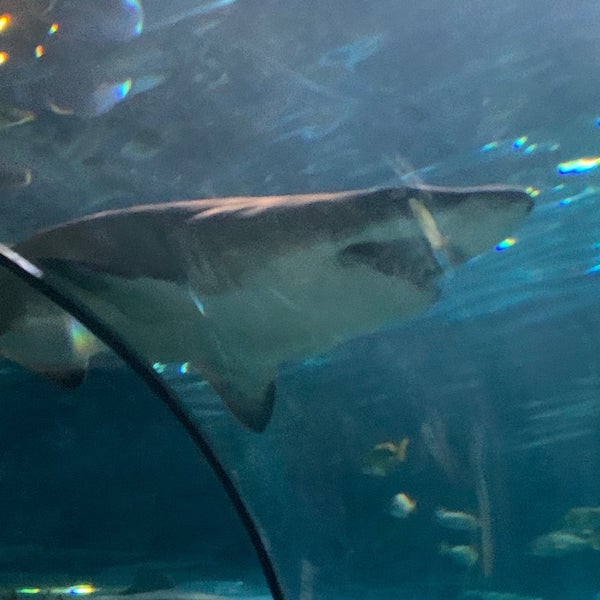 Absolutely LOVED this aquarium! My favorite part was the shark lagoon where you could walk through a glass tunnel with sharks swimming all around you. Very cool!