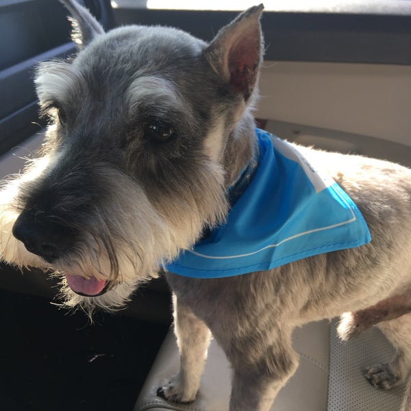 petsmart 101st memorial