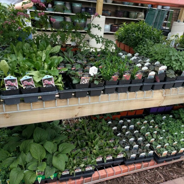 Nursery Garden Интернет Магазин Растений