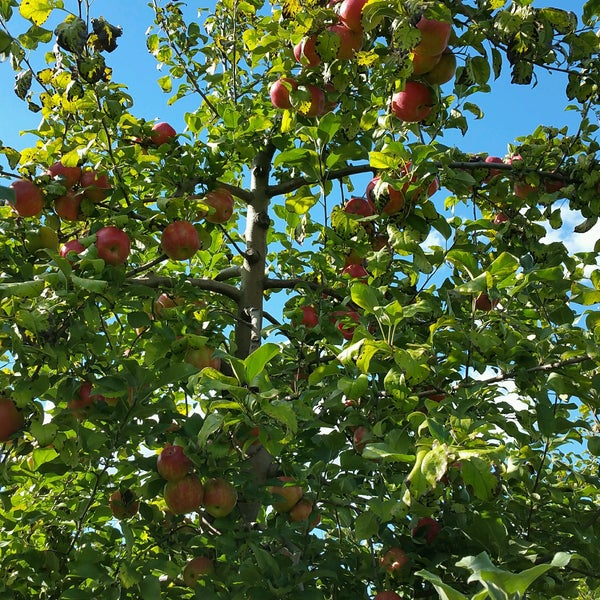 Foto diambil di All Seasons Orchard oleh Mateusz P. pada 9/11/2016