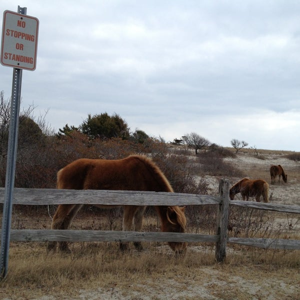assateague island national seashore or state park assateague island national seashore or state park