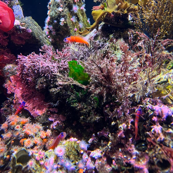 Foto tirada no(a) Aquarium of the Pacific por beakatude em 7/3/2022