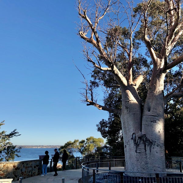 Bursera graveolens. Хворостина дерево. Pterocarpus officinalis. Bursera graveolens дерево. Дерево пер.