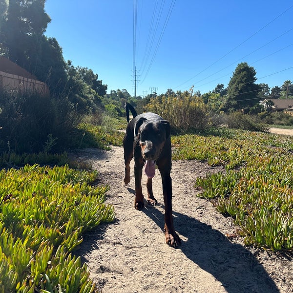 Encinitas Power Lines Dog Park 7 tips