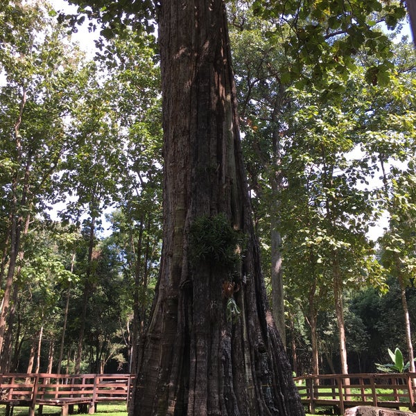 The Biggest Teak Tree Of The World (ต้นมเหสักข์) 14 visitors