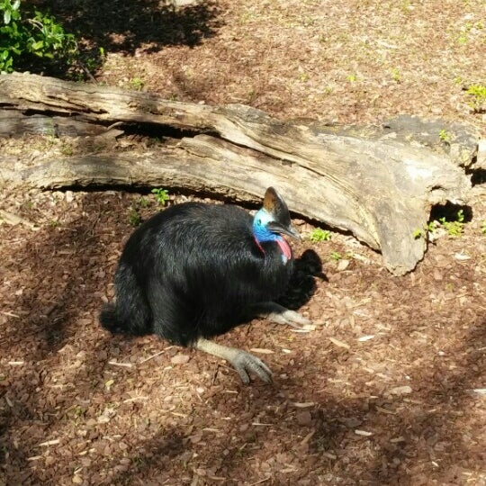 Jungle loop. Jungle loop