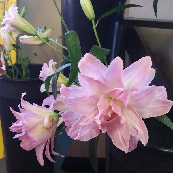 Candler Park Flower Mart Flower Shop In Candler Park