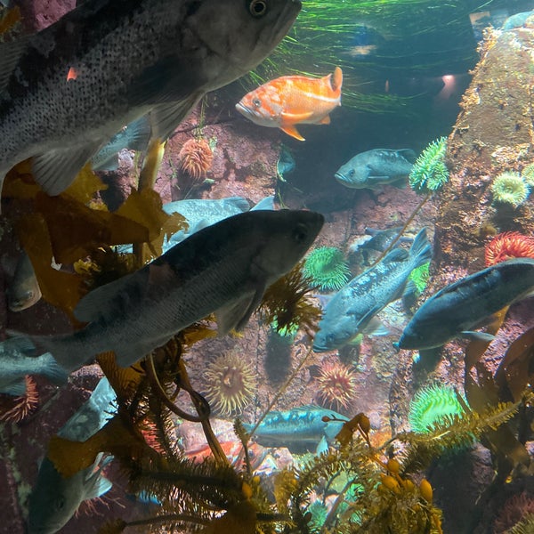 Снимок сделан в Vancouver Aquarium пользователем Conor M. 8/5/2022