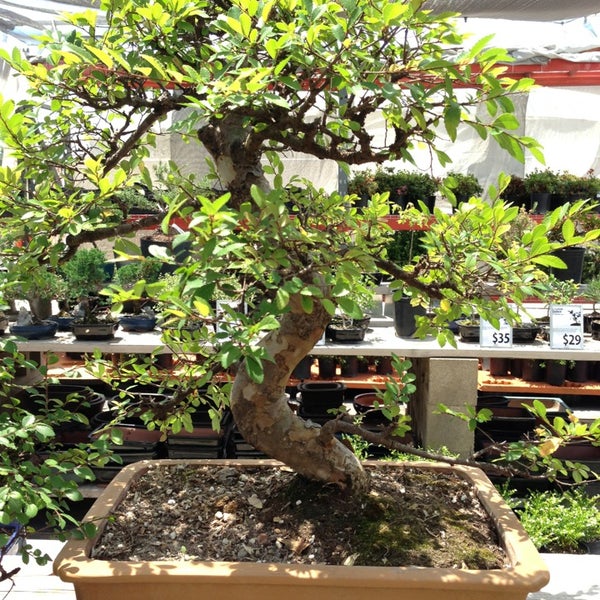 Photo prise au Eastern Leaf / Bonsai Nursery par LiLToKyO le6/12/2013