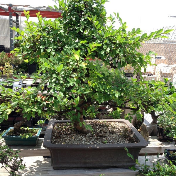 Photo prise au Eastern Leaf / Bonsai Nursery par LiLToKyO le6/12/2013