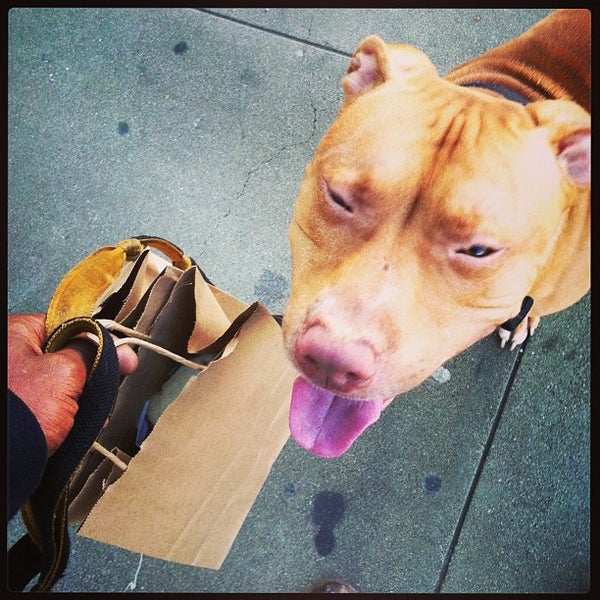 Zoom Room Dog Training Artik Kapali 726 N La Brea Ave Da