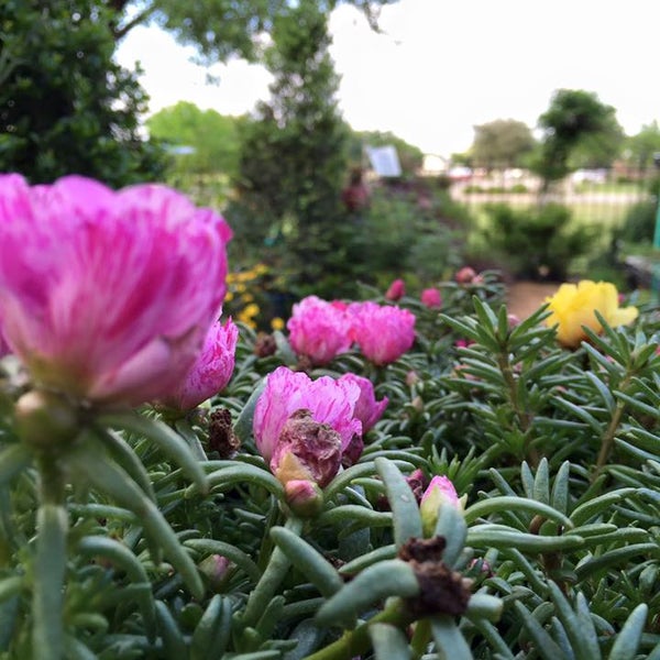 Ace Hardware Hardware Store in Fort Worth