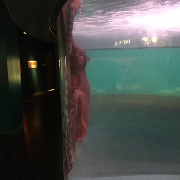 12/18/2017 tarihinde Erik R.ziyaretçi tarafından National Mississippi River Museum &amp; Aquarium'de çekilen fotoğraf
