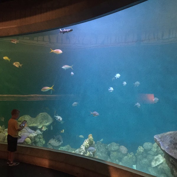 12/18/2017 tarihinde Erik R.ziyaretçi tarafından National Mississippi River Museum &amp; Aquarium'de çekilen fotoğraf