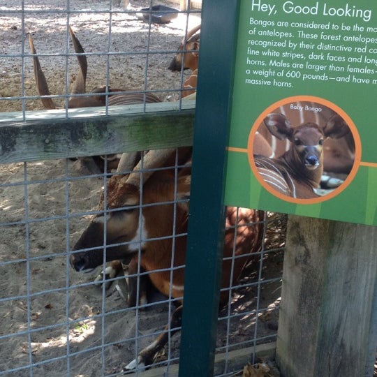 Bongo Exhibit - Zoo Exhibit in Houston
