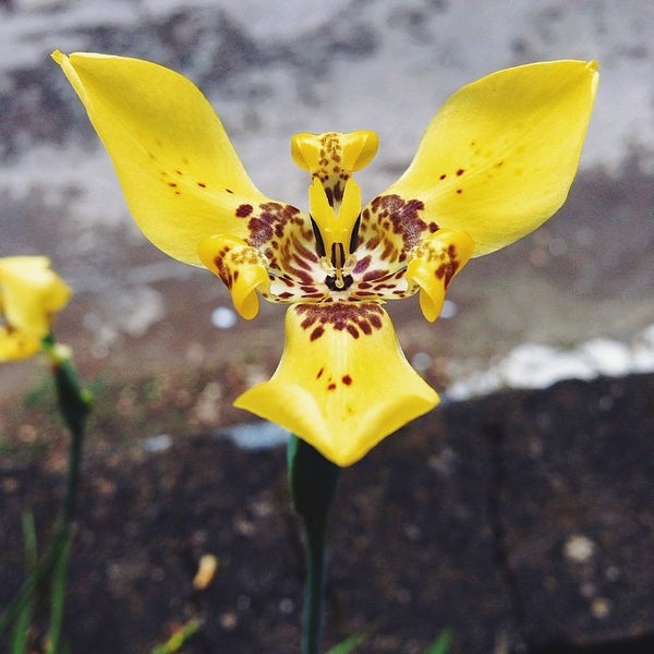 Ирис бернинг брайт. Ирис пурпл джем. Бородатый ирис caramel macchiato. Ирисы lucky ( sdb ). Ирис megarich.