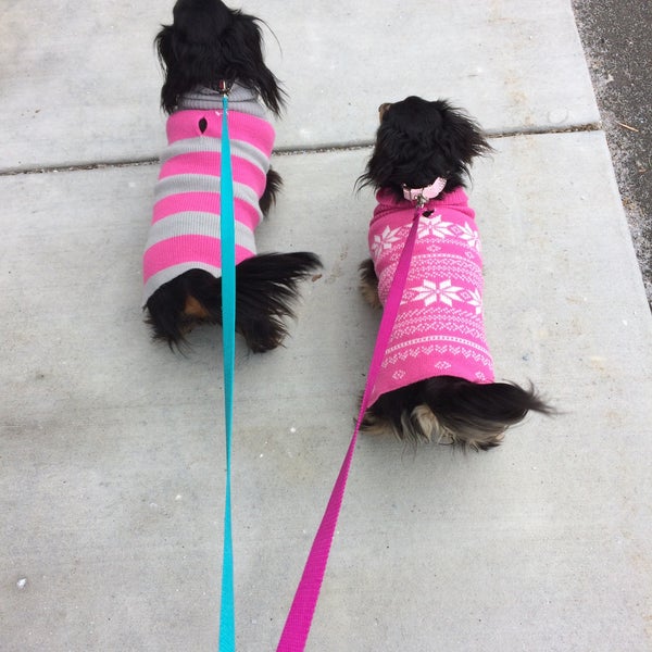 hoover hause dog rescue