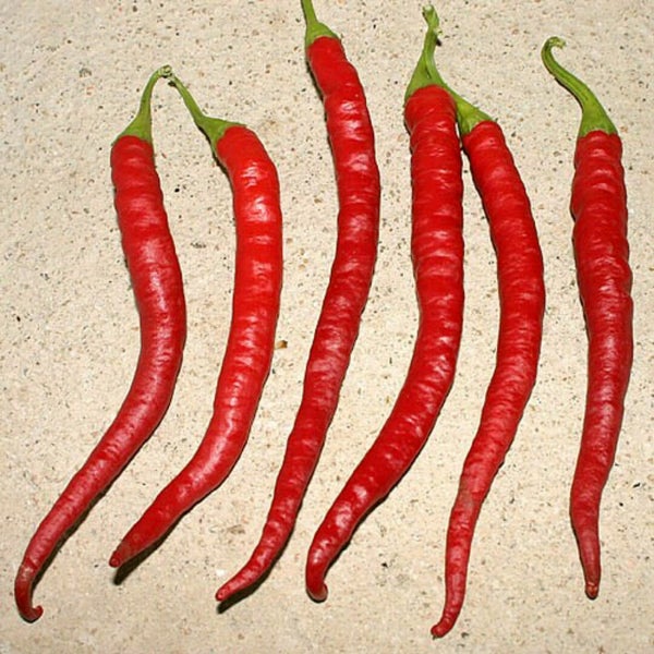 Перец Горький Купить Свежий