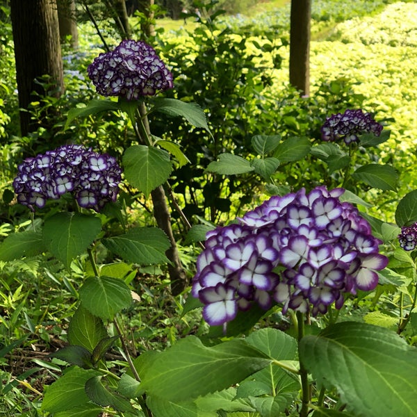 Photos At みちのくあじさい園 一関市 岩手県