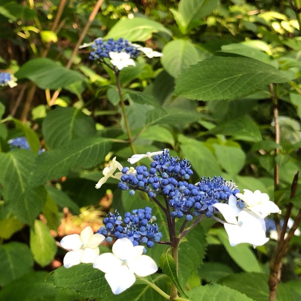 Photos At みちのくあじさい園 一関市 岩手県