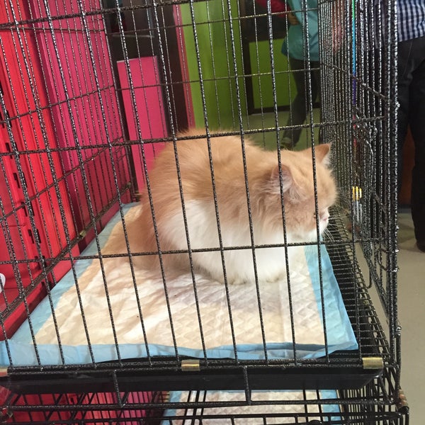 pet shop taman tas Vanessa Bond