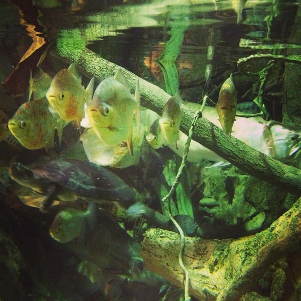 รูปภาพถ่ายที่ National Aquarium โดย Ekaterina B. เมื่อ 9/7/2015